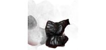 Black Raspberries