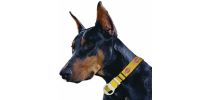 Manâ€™S Best Friend Dog Collar
